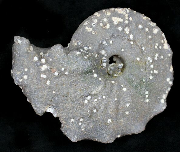 Agate/Chalcedony Replaced Ammonite Fossil #25508